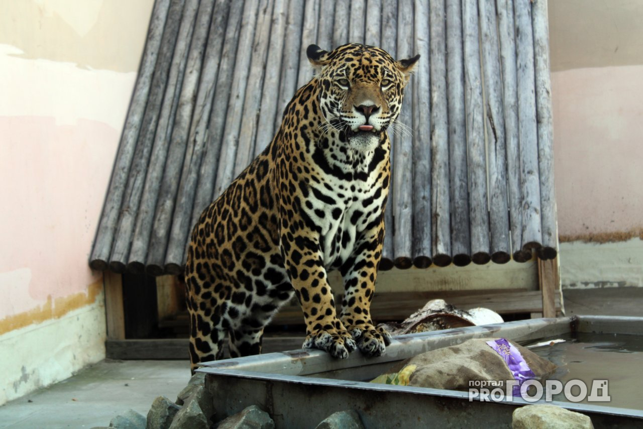 Работники пензенского зоопарка устроили квест ягуару
