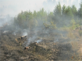 Под Пензой начали гореть леса: второй за сутки пожар произошел в Городищенском районе