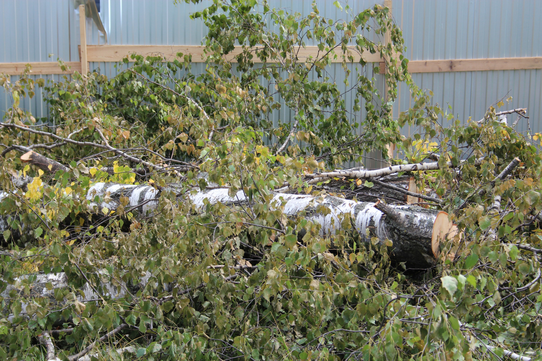 На территории лагеря "Белка" из-за урагана рухнуло 32 дерева