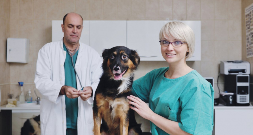 Выбрать клинику, которая оказывает необходимые ветеринарные услуги можно на Petstory
