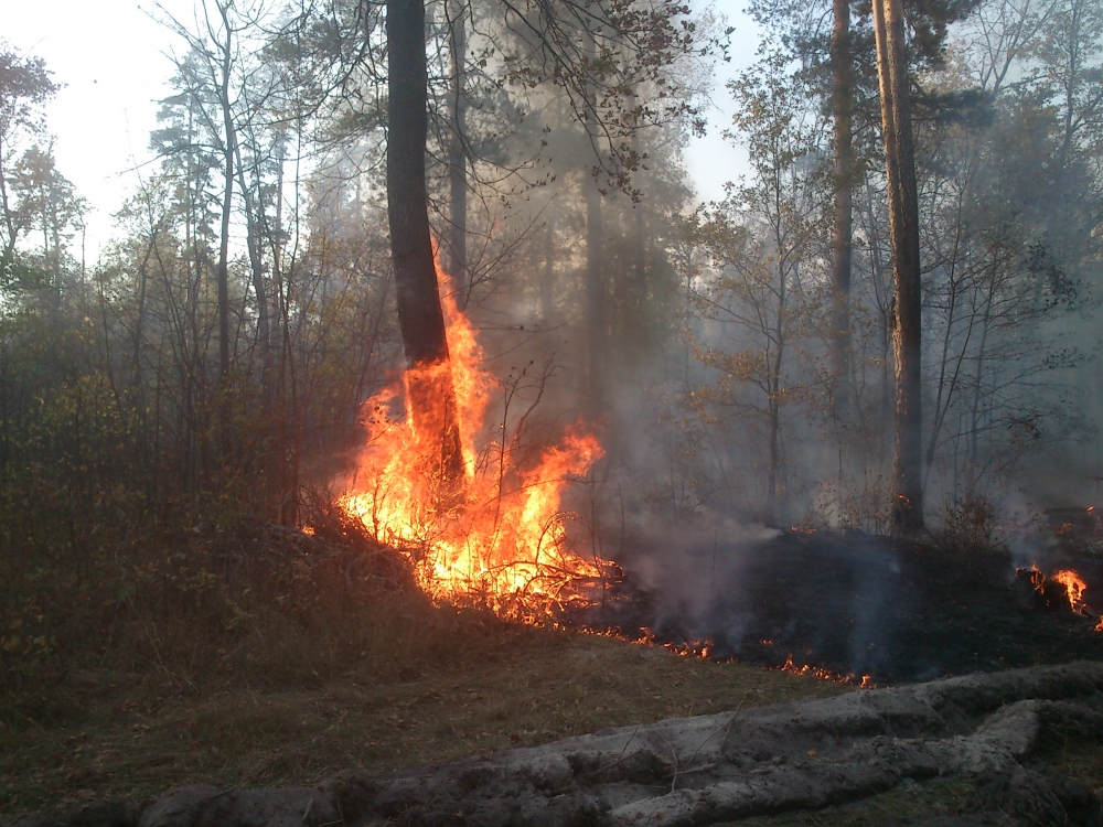 Из-за грозы в Пензенской области чуть не сгорел лес