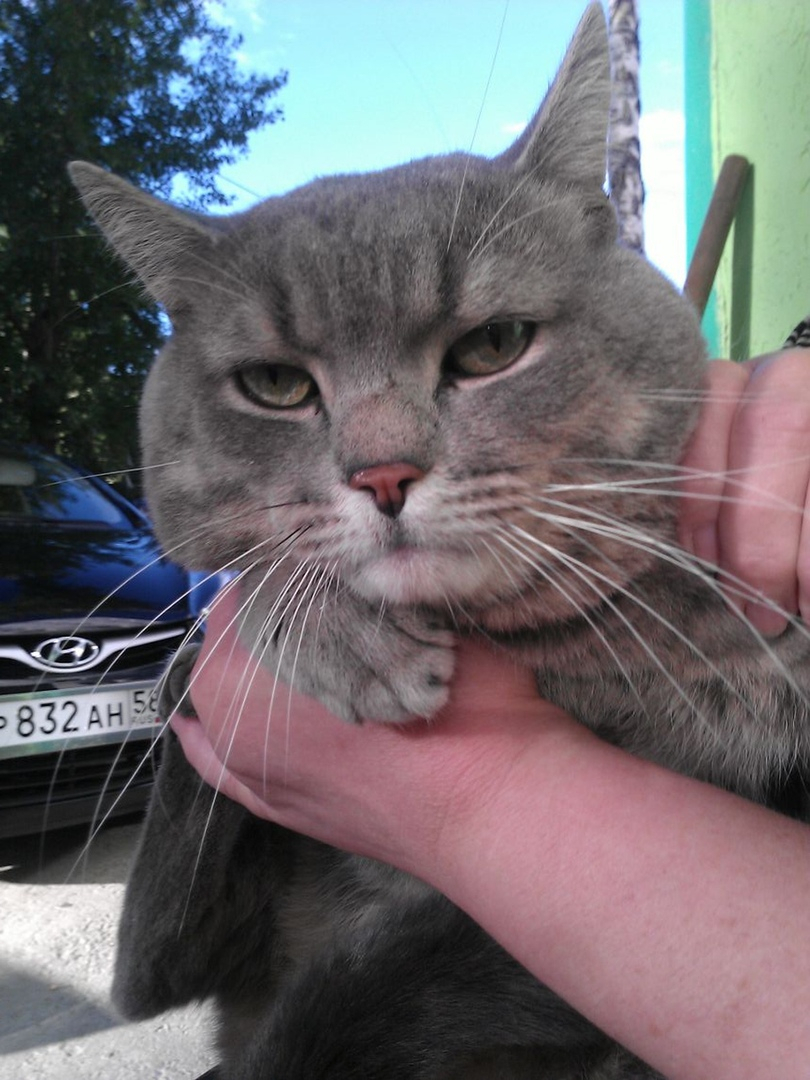 "Он не то что мяукал - разговаривал!": история пензенского выброшенного из машины кота