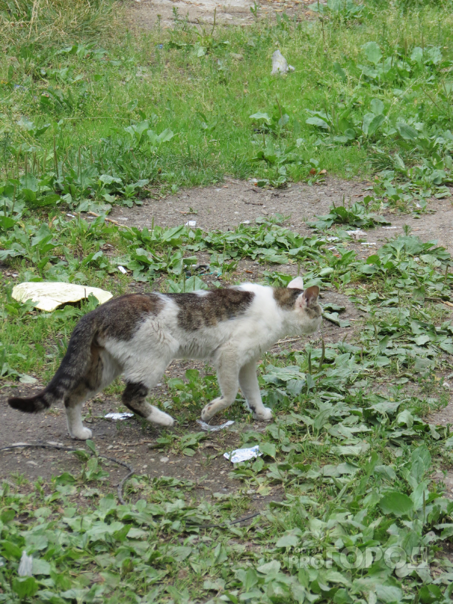 На улице Крамского бродячие собаки загрызли кота пензячки
