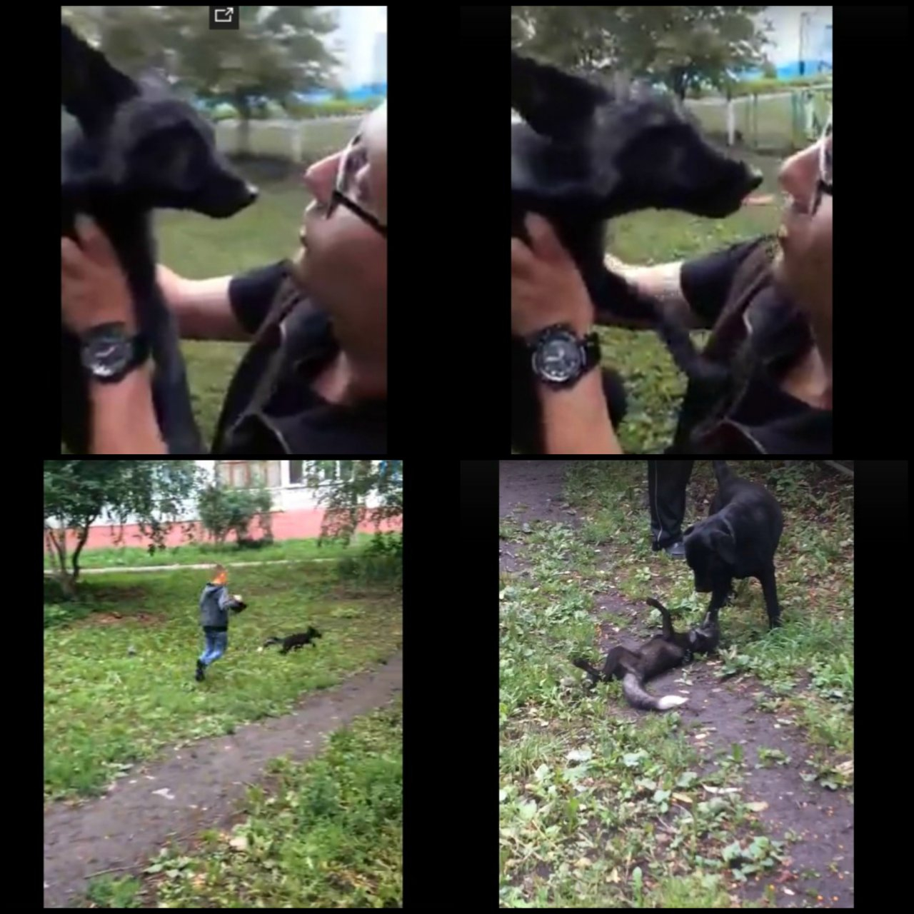 Лиса на Ладожской бегала по двору, облизывала людей и играла с собаками. Видео