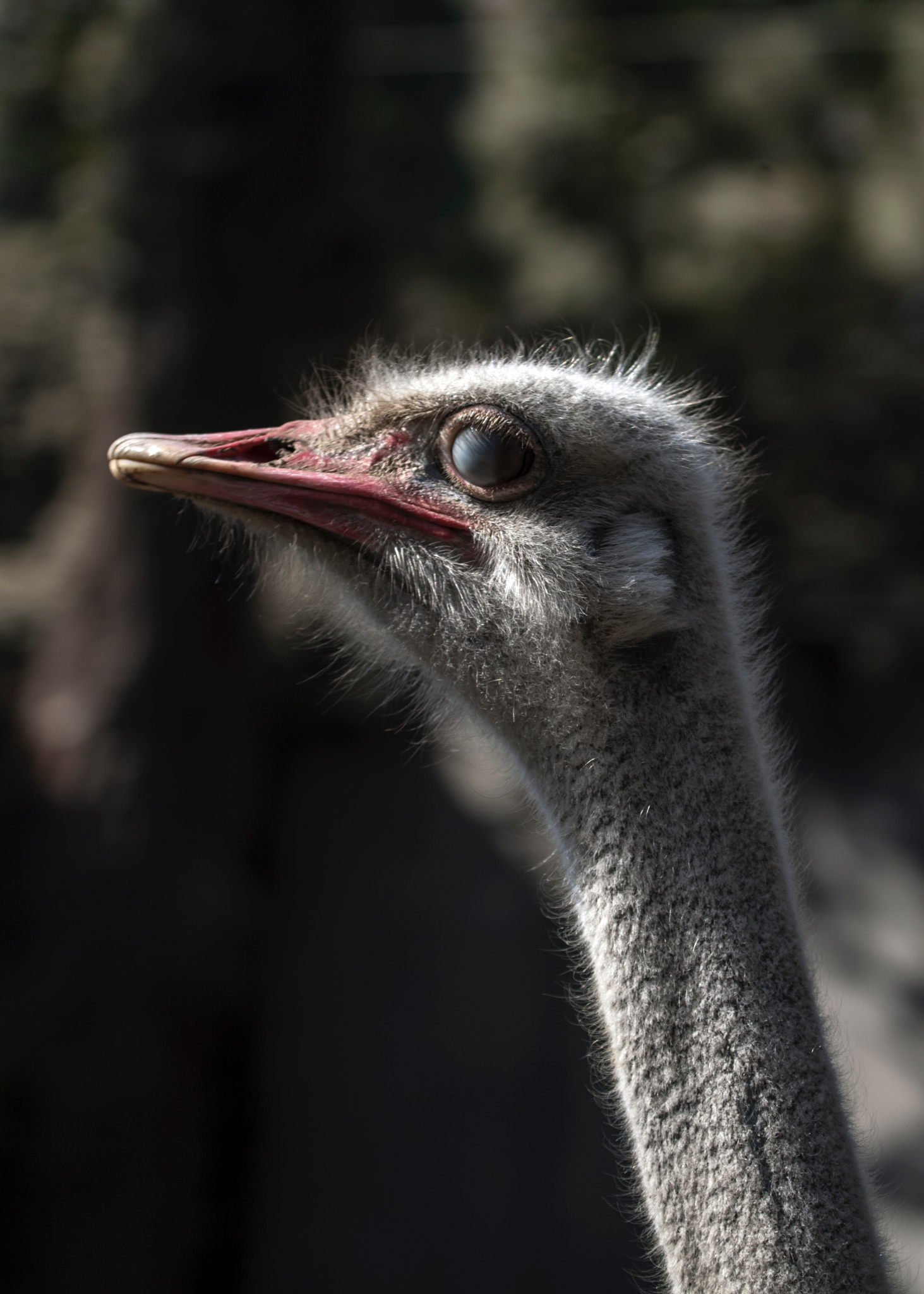 В Пензенском зоопарке страус напал на сотрудника зверинца - СМИ