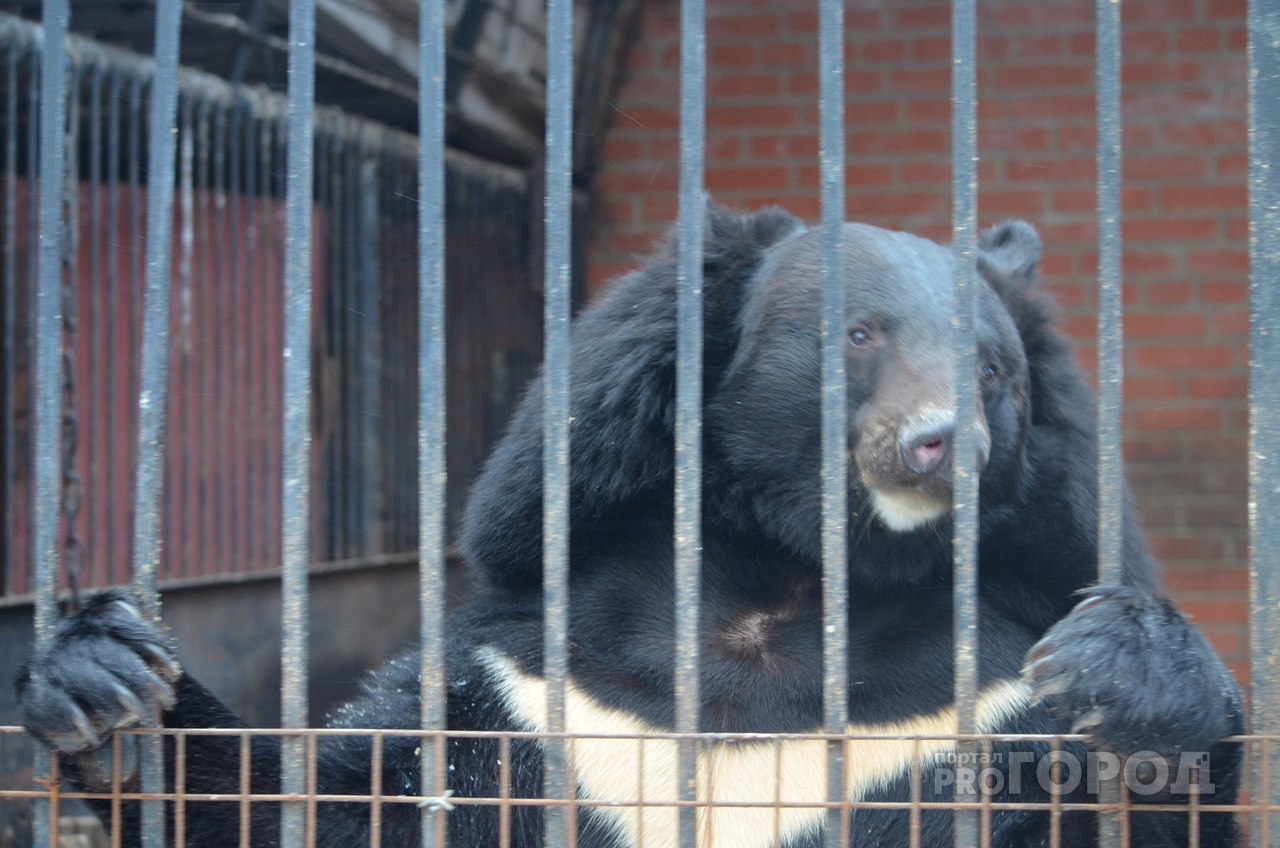 Новости России: В Якутии ищут медведя с канистрой на голове