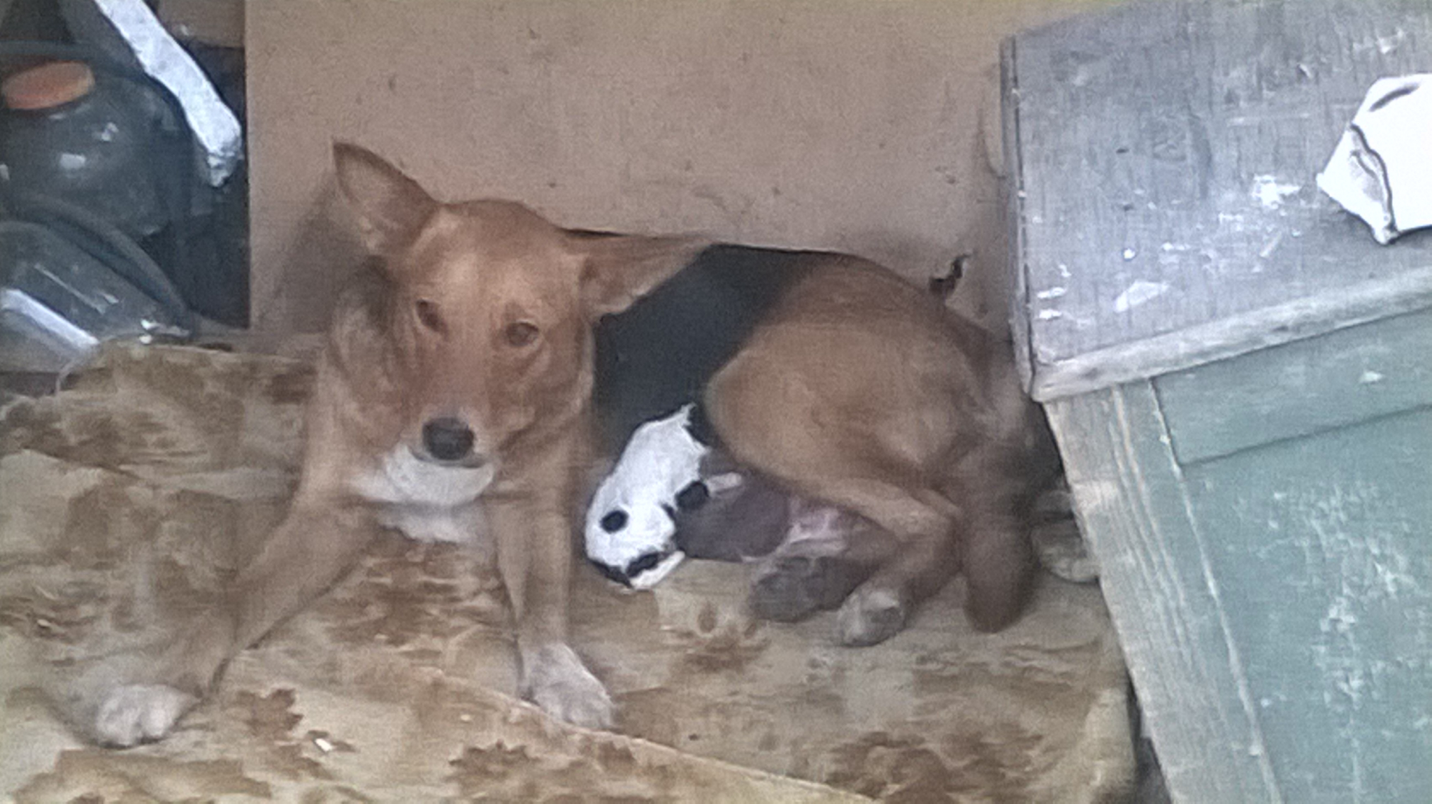Вылеченная сбитая собака в Кузнецке сбежала от лечивших ее волонтеров