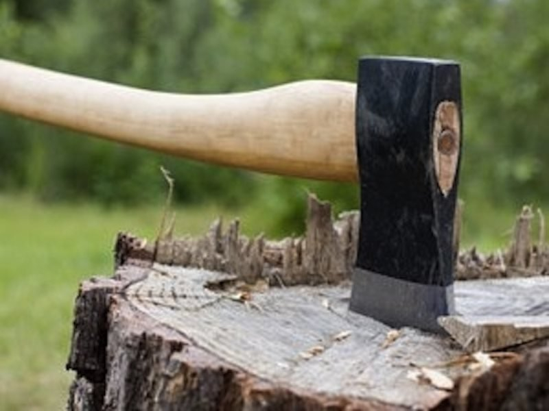 Охотники за древесиной незаконно срубили два дуба почти на полмиллиона