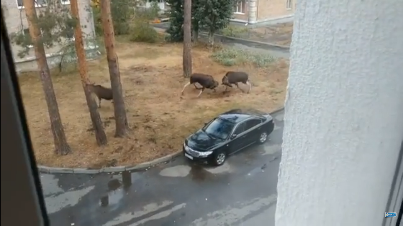 Читатель прислал видео со сражающимися во дворе Заречного лосями