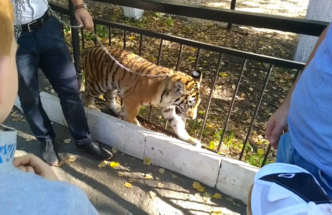 Маленький тигр напал на ребенка в пензенском зоопарке
