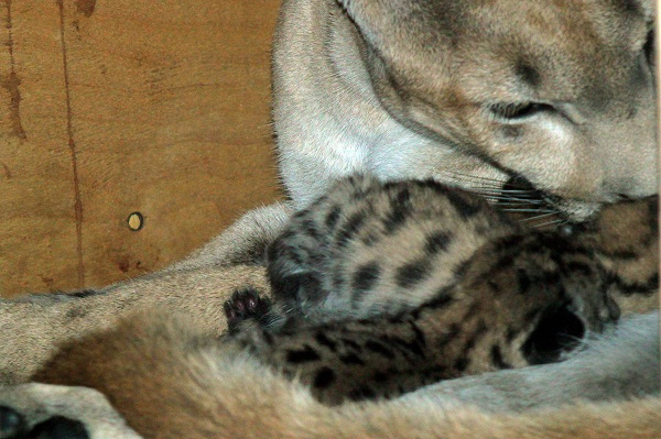 В пензенском зоопарке у пумы родилось пятеро детенышей