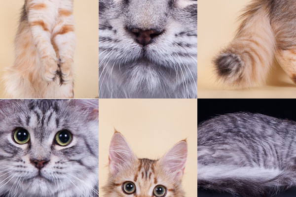 Из чего состоят Сибирские кошки?