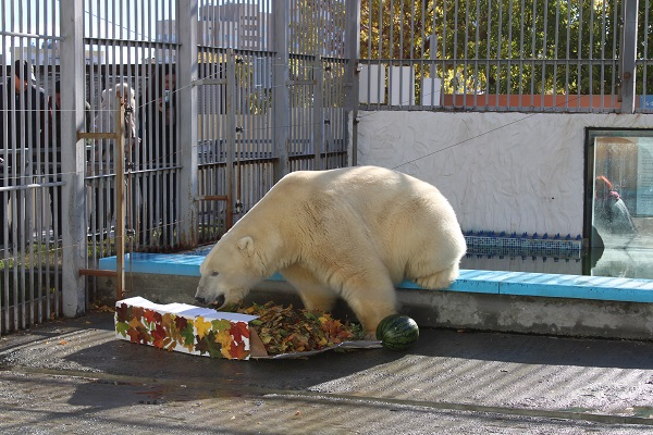 Белому медведю из пензенского зоопарка сделали осенний подарок