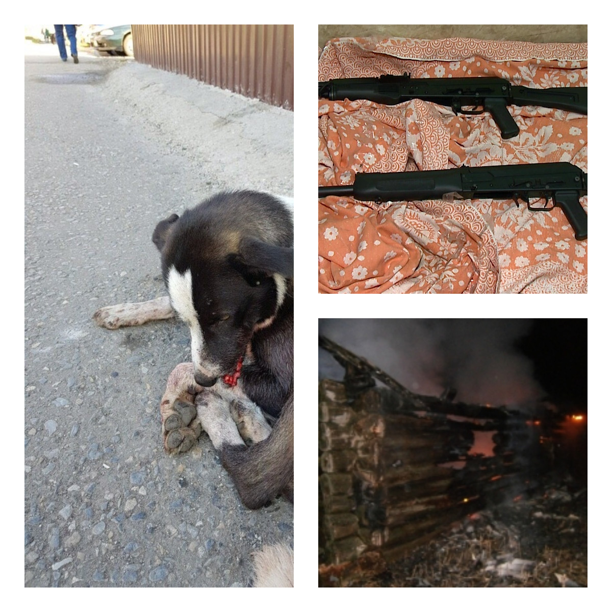 Пенза за день: Покалеченная собака, задержание стрелка, пожары
