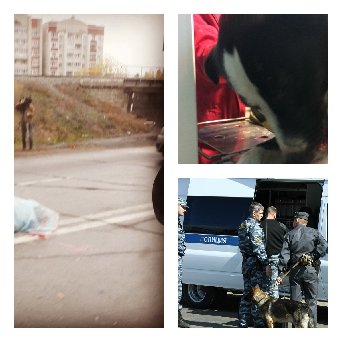 Пенза за день: Сбитый мужчина, покалеченная собака, задержание в Заречном