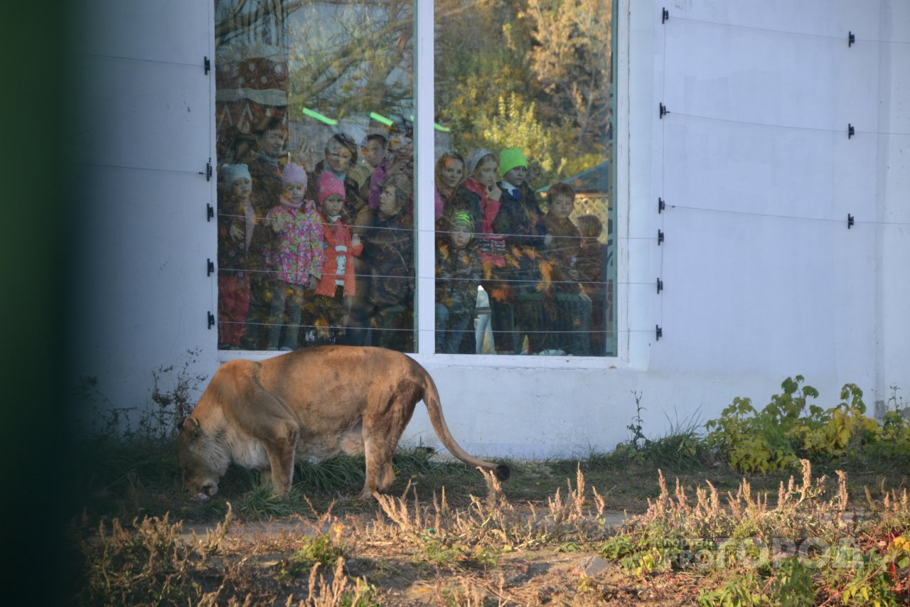 Добровольцы запасли для Пензенского зоопарка более 4 тонн еды