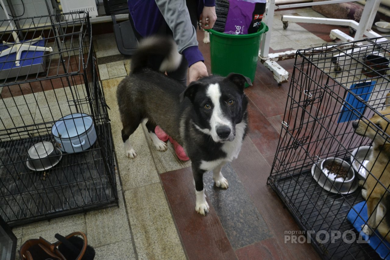 "Pro Город" навестил в центре помощи собаку, пострадавшую от петарды