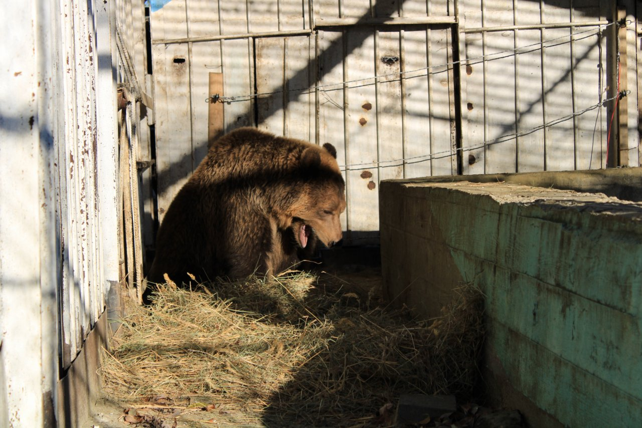 В Пензенском зоопарке медведицу Нюру начали усиленно кормить