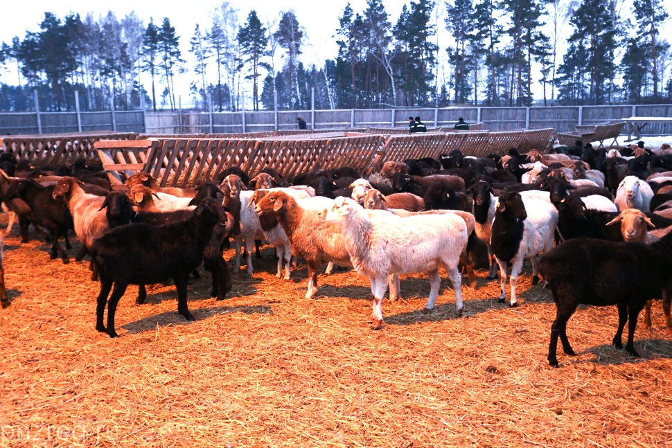 В Пензенском регионе будут развивать овцеводство