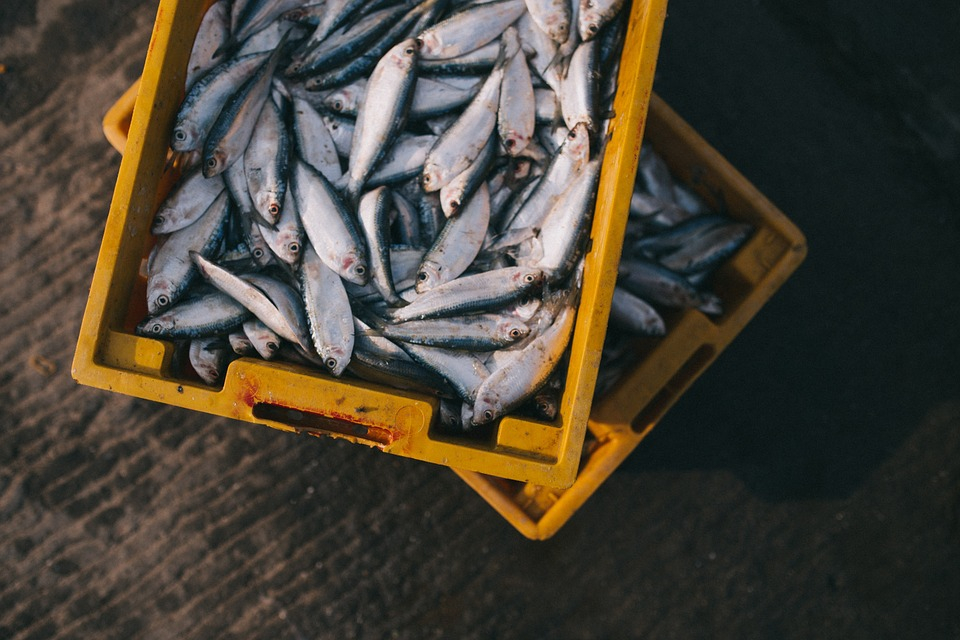 180 килограммов рыбы украли из водоема Пензенской области