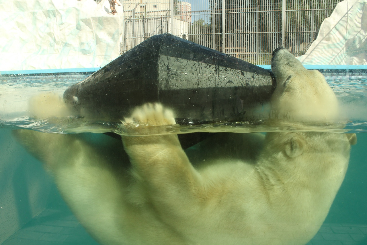 Появились уникальные фото плавающего белого медведя из Пензенского зоопарка