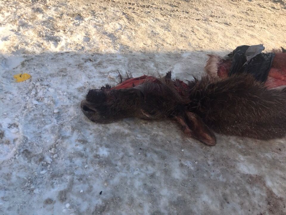 Жителей Кузнецка шокировала выброшенная на улицу шкура убитого лося