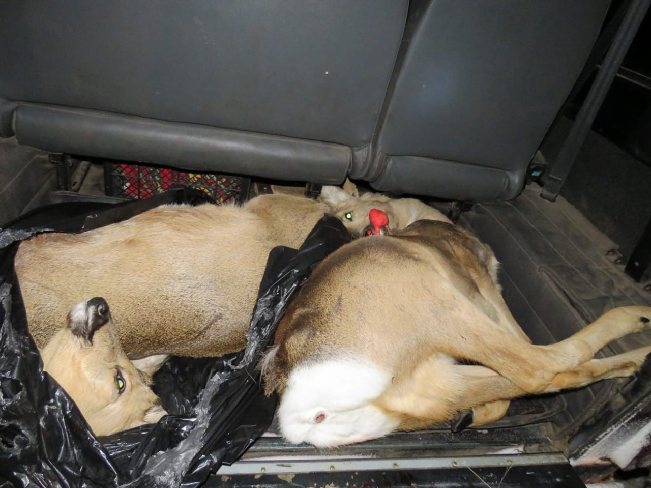Незаконные охотники в пензенском лесу расстреляли самцов косули