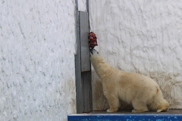 Белый медведь из Пензенского зоопарка измучился, пока доставал еду