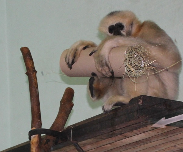 Обезьяны в пензенском зоопарке проявили смекалку