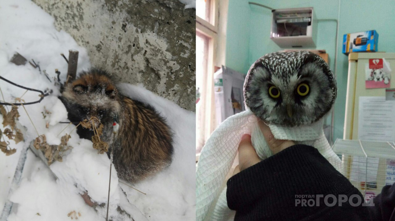 В Пензе спасли травмированного совенка и енотку Тануки - видео