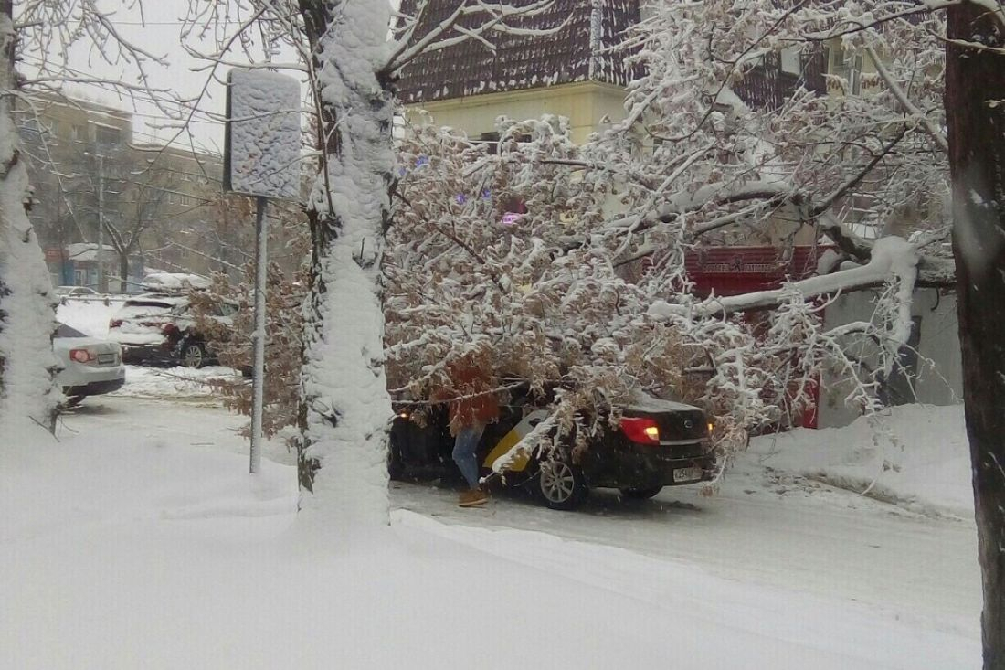 В Пензе на "Яндекс. Такси" обрушилось тяжелое дерево