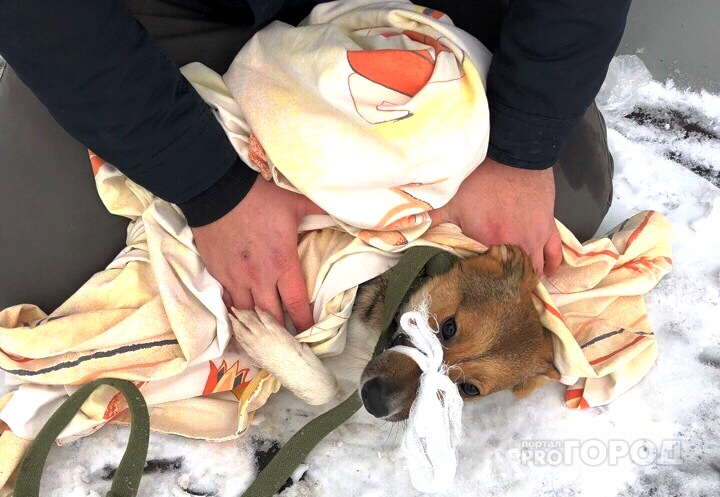 Пол-Пензы звали на помощь: раненая собака бросалась на прохожих