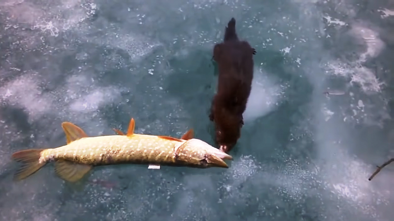 Пензенцы обсуждают видео, где норка сражается с рыболовом за щуку