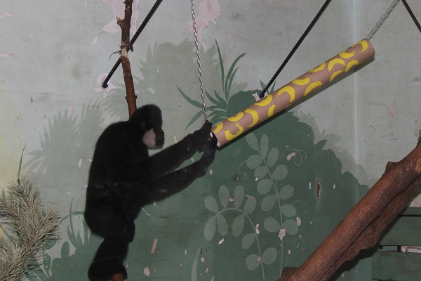 Сотрудники Пензенского зоопарка преподнесли обезьянке Бенитте необычный подарок