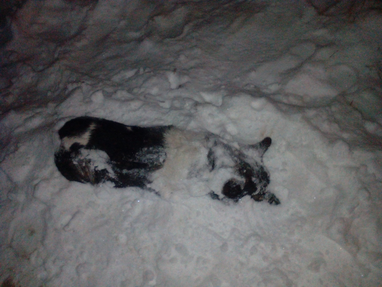 Кошмар в Кузнецке: мертвые собаки на улицах города