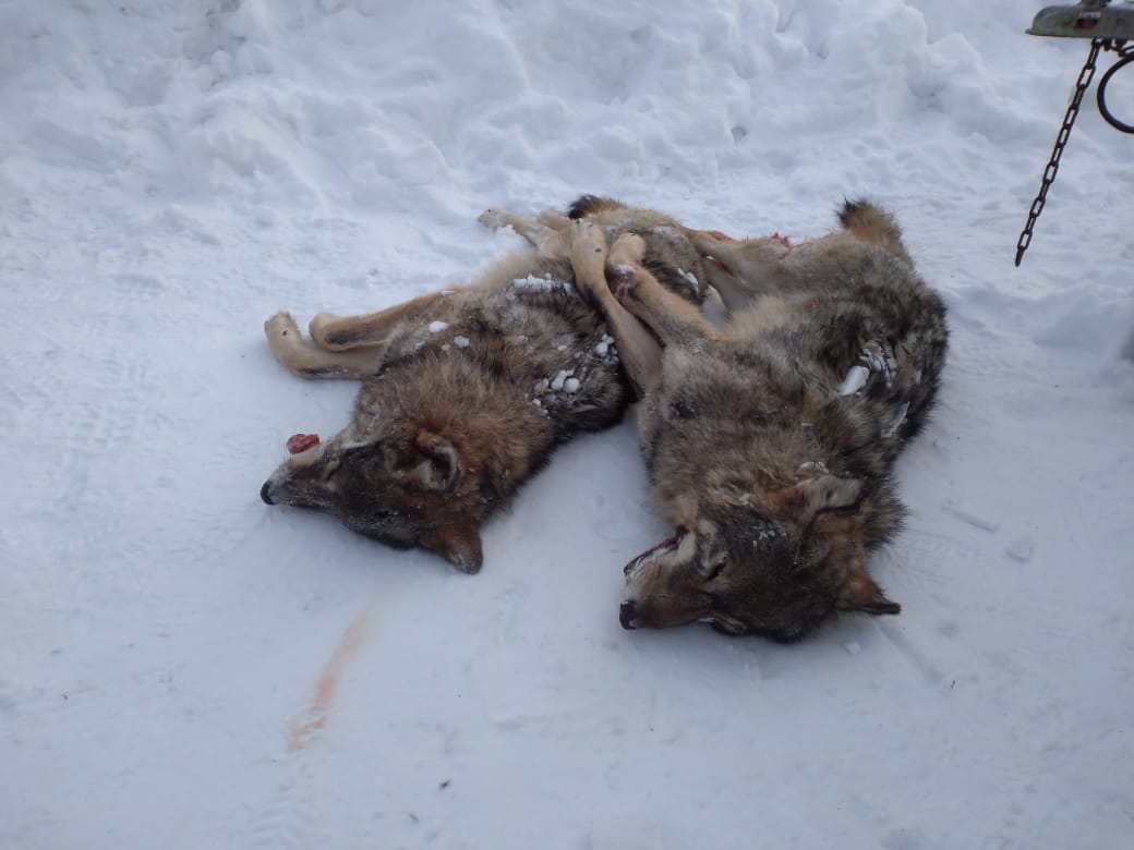 Что сделают с убитыми в Пензенской области волками?