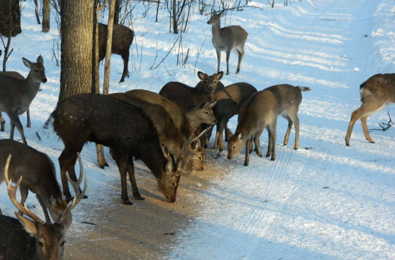 В Пензенской области появятся сто новых пятнистых оленей
