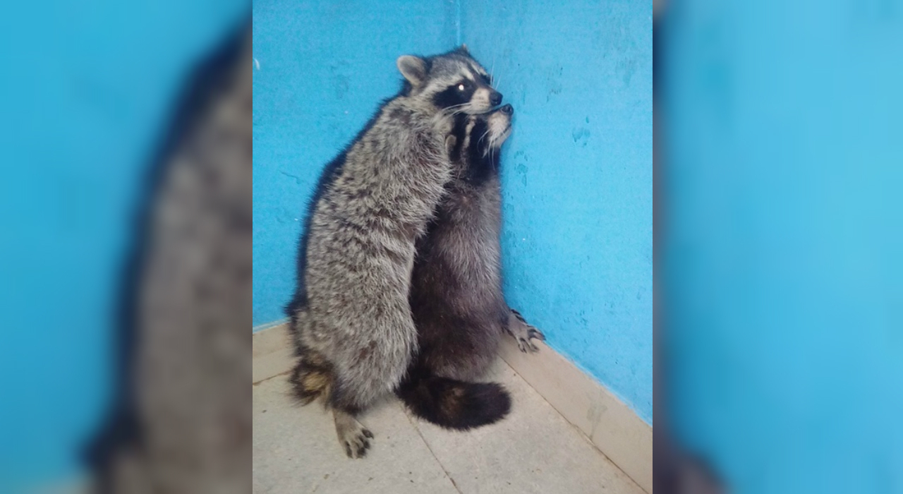 «Избивает ногами и не кормит»: пензенец о содержании зверей в одном из зоопарков