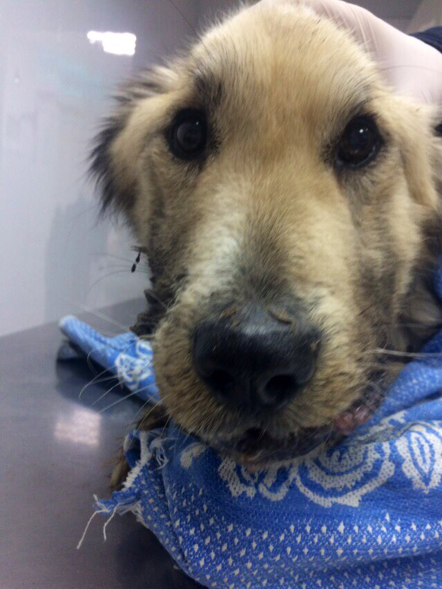 «Хозяйка живет не лучше собак»: волонтеры из Пензы забрали исхудавшего пса