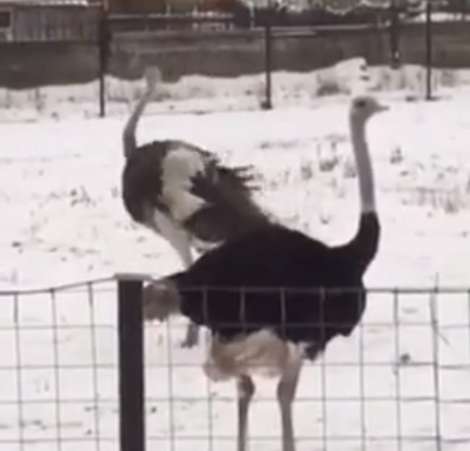 В пензенском зоопарке танцевал страус - видео