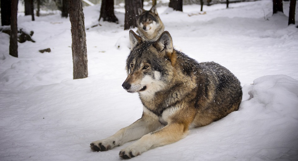 «Приняла их за деревенских собак» – пензячка рассказала, как волки спасли ей жизнь