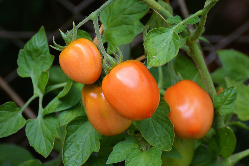 Агроном из Пензы рассказал, какие овощи предотвращают развитие рака