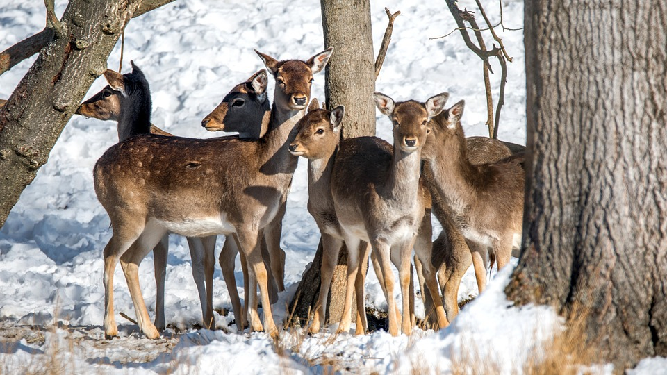 В Пензенской области охотники застрелили пятнистого оленя