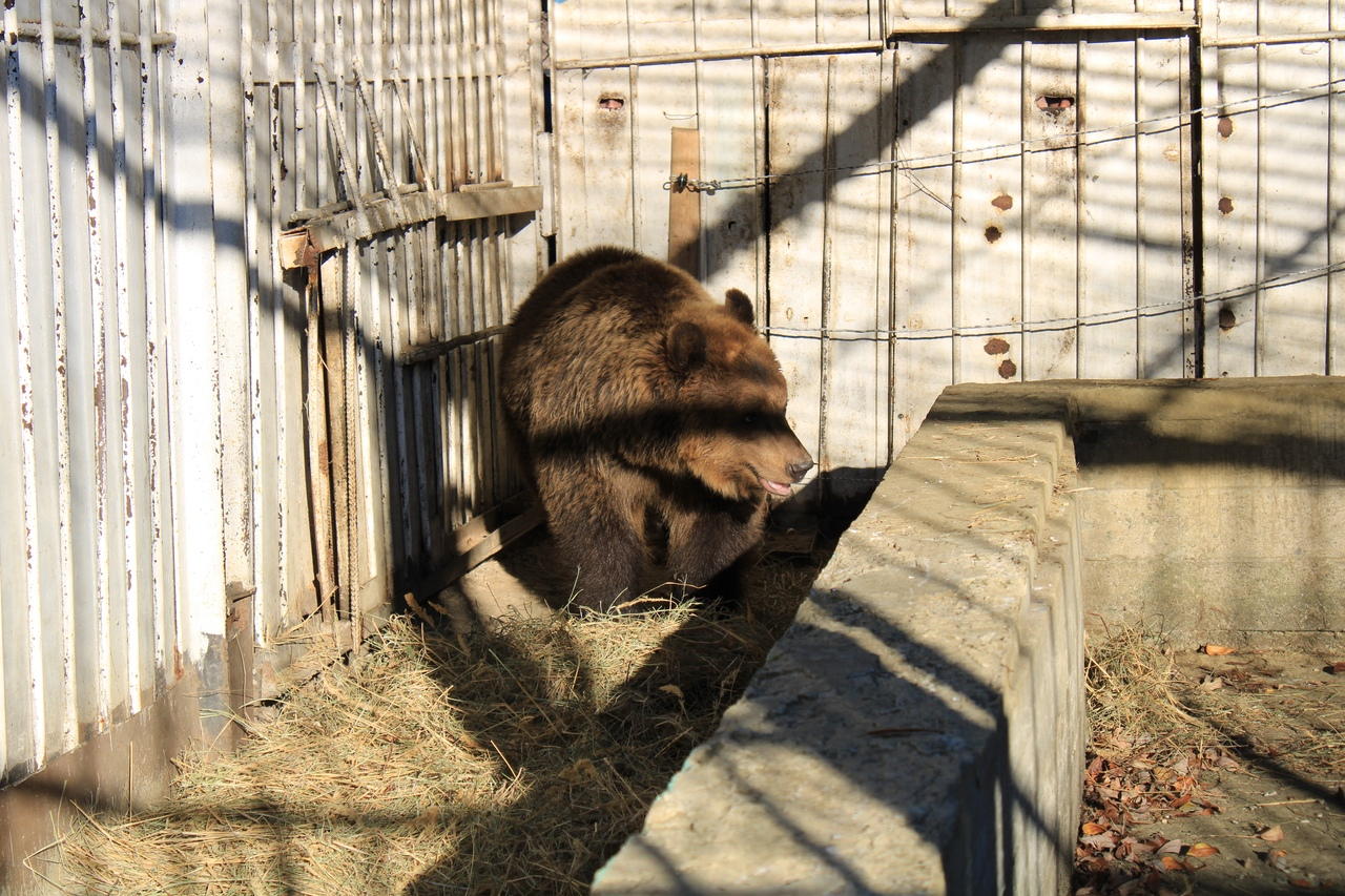 "Нюра хочет домой": пензенцев просят помочь с переездом медведицы к минскому жениху