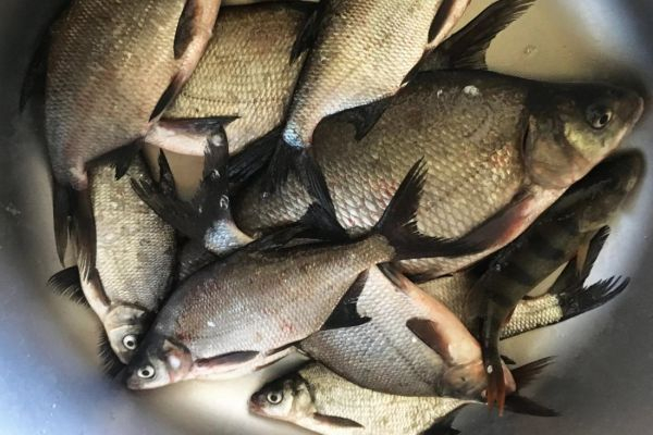 "Может вызвать рак и цирроз печени": в Пензенскую область привезли зараженную рыбу