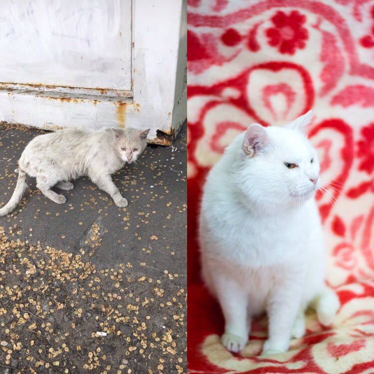 "Трясется от страха и шипит": пензенские волонтеры показали, как преобразился кот Джельсомино