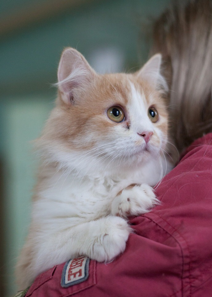 День бродячих животных: пензенцев просят спасти выброшенных на улицу котиков и собачек