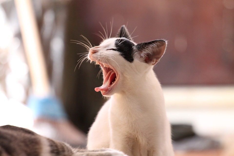 "Острожно, бешенство!": в Пензенской области нашли 11 больных кошек
