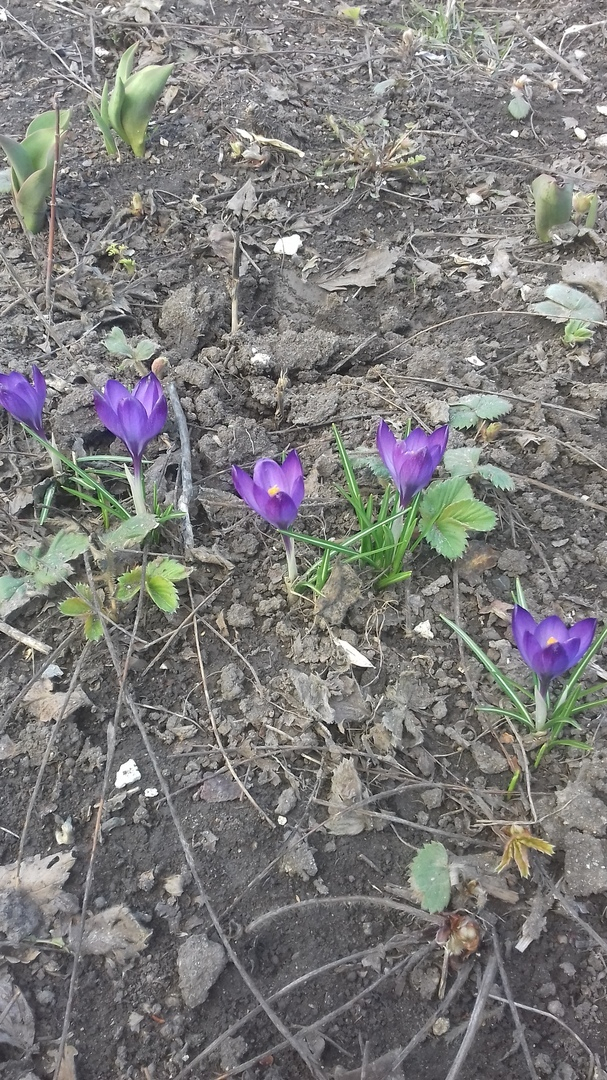 Фотоподборка: первые весенние цветы в Пензе
