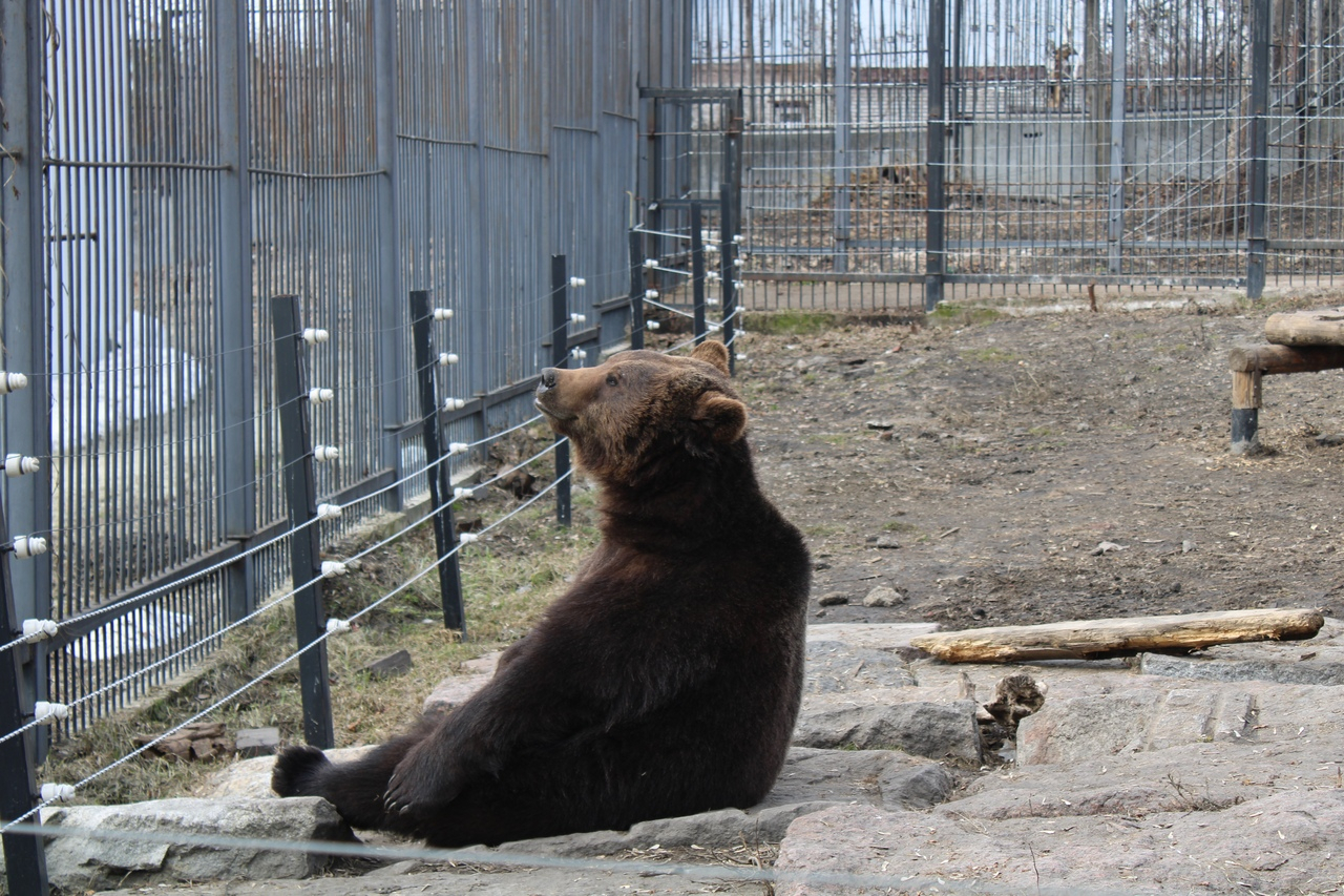 Медведи пензенского зоопарка "размышляют" о жизни